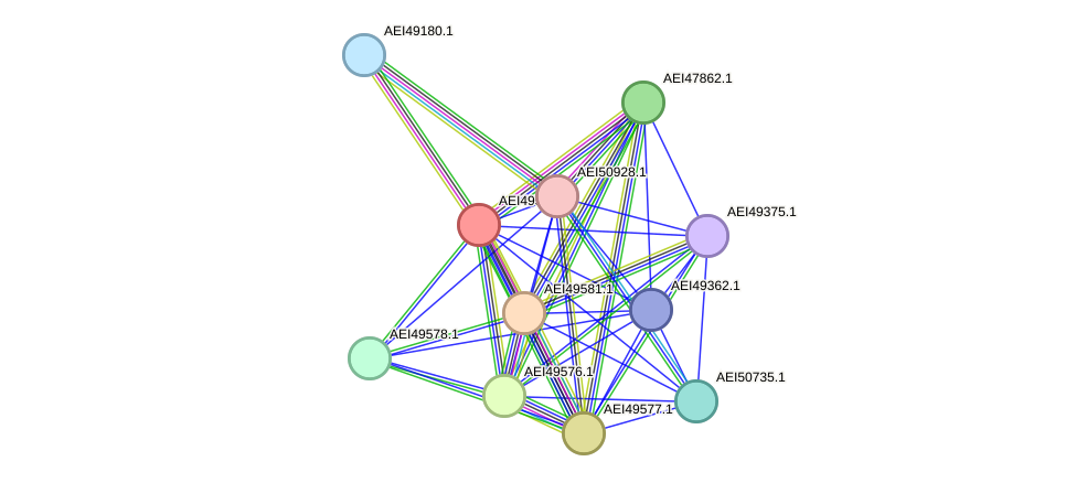 STRING protein interaction network