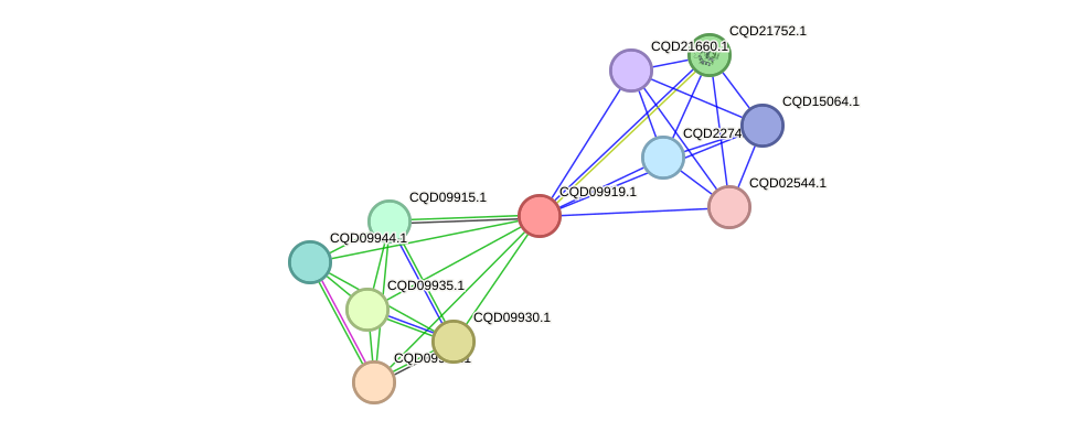 STRING protein interaction network