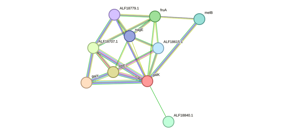 STRING protein interaction network