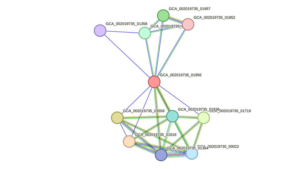 STRING protein interaction network