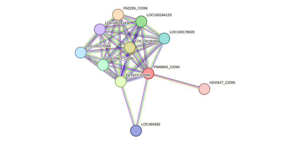 STRING protein interaction network