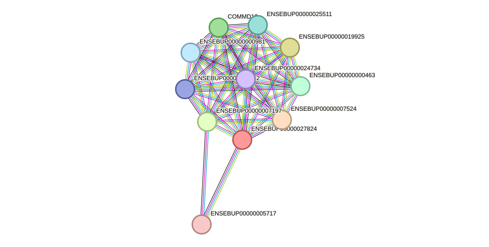 STRING protein interaction network