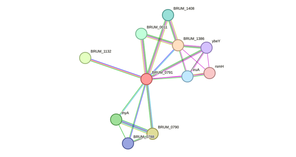 STRING protein interaction network