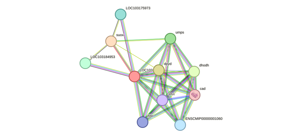 STRING protein interaction network
