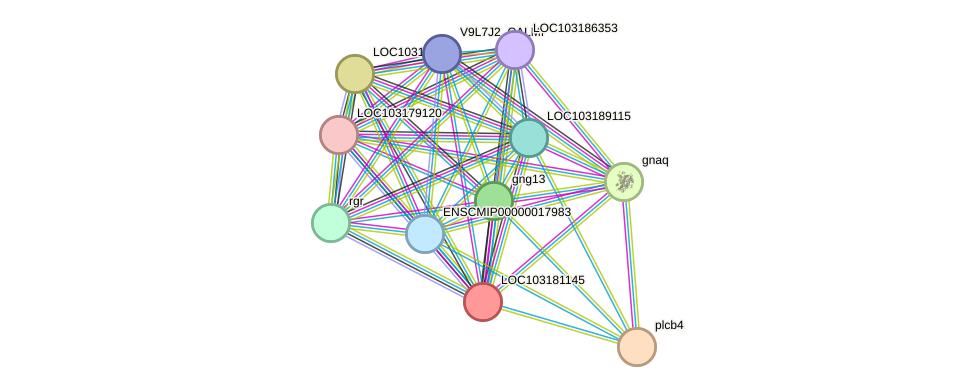 STRING protein interaction network
