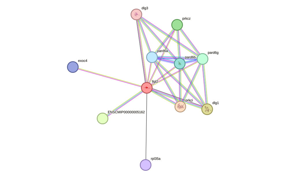 STRING protein interaction network