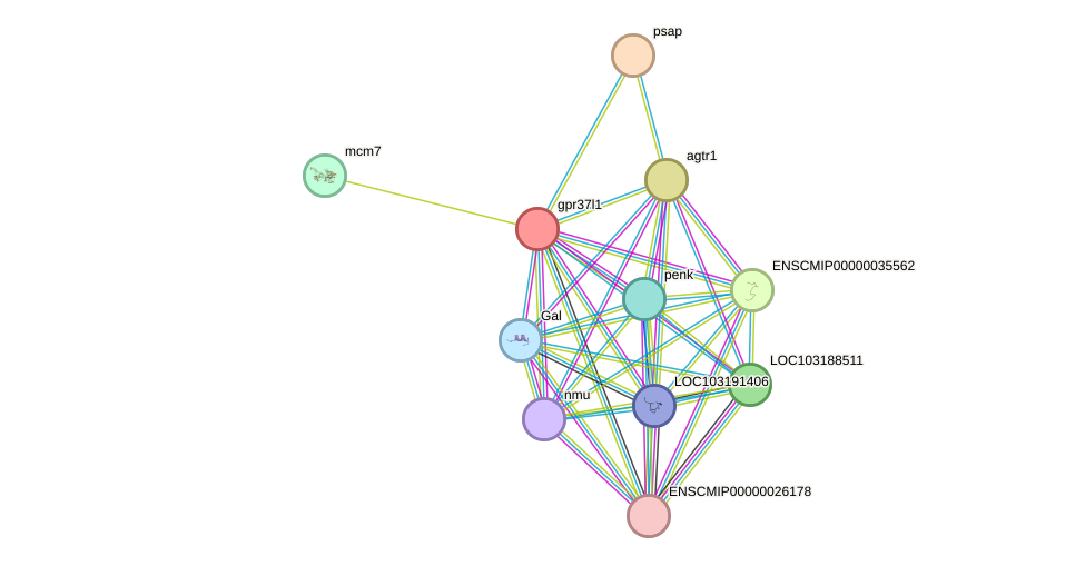 STRING protein interaction network
