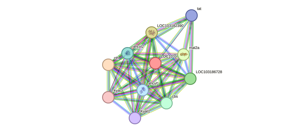 STRING protein interaction network