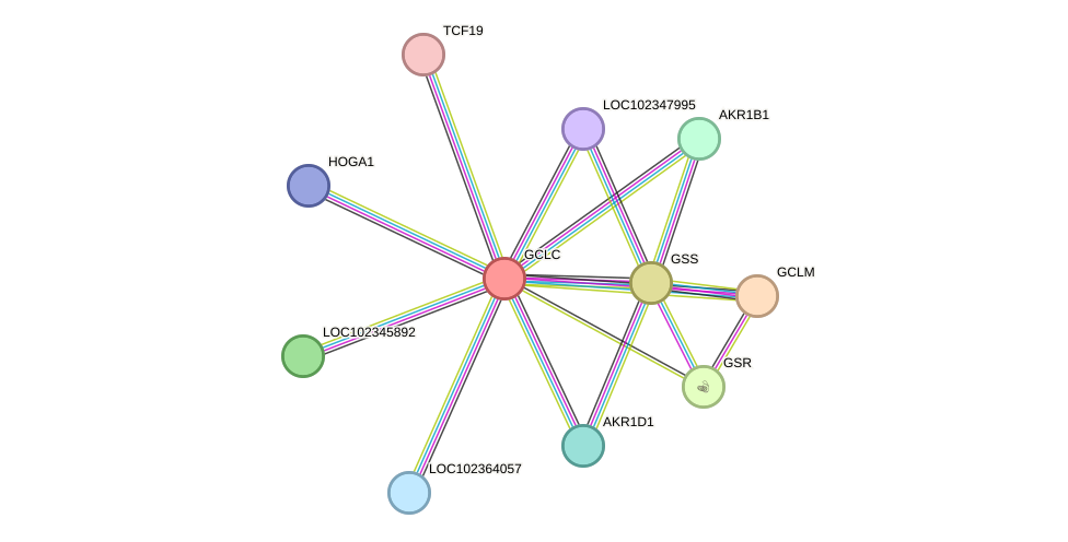 STRING protein interaction network