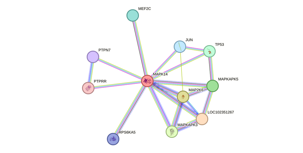 STRING protein interaction network