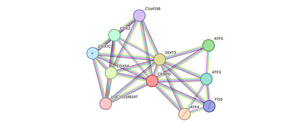 STRING protein interaction network