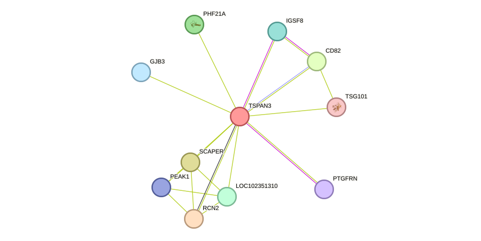 STRING protein interaction network