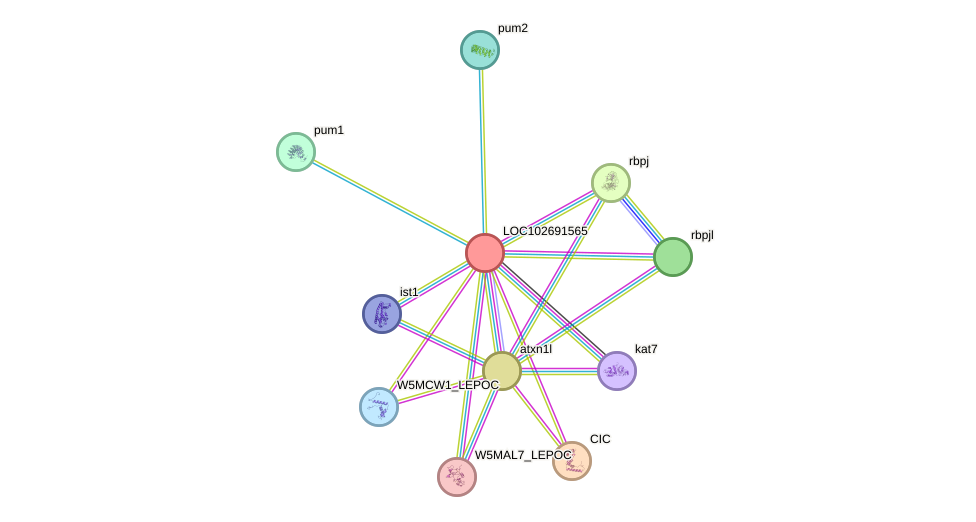 STRING protein interaction network