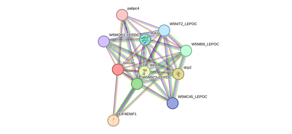 STRING protein interaction network