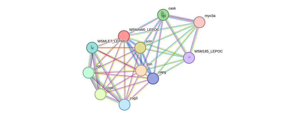 STRING protein interaction network