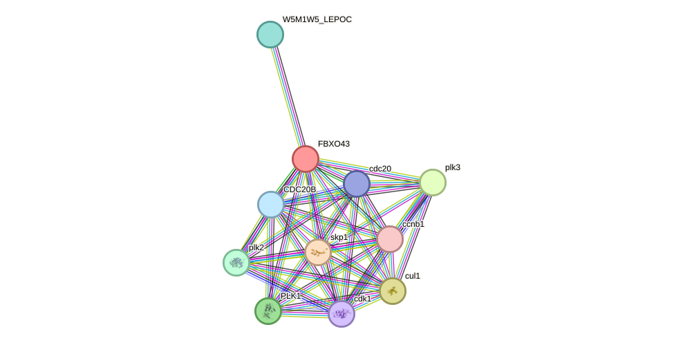 STRING protein interaction network