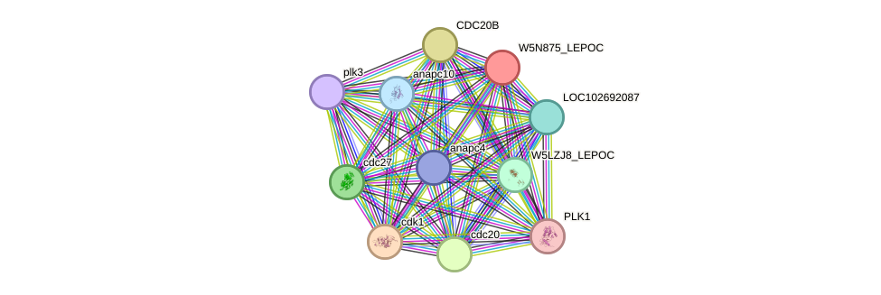 STRING protein interaction network