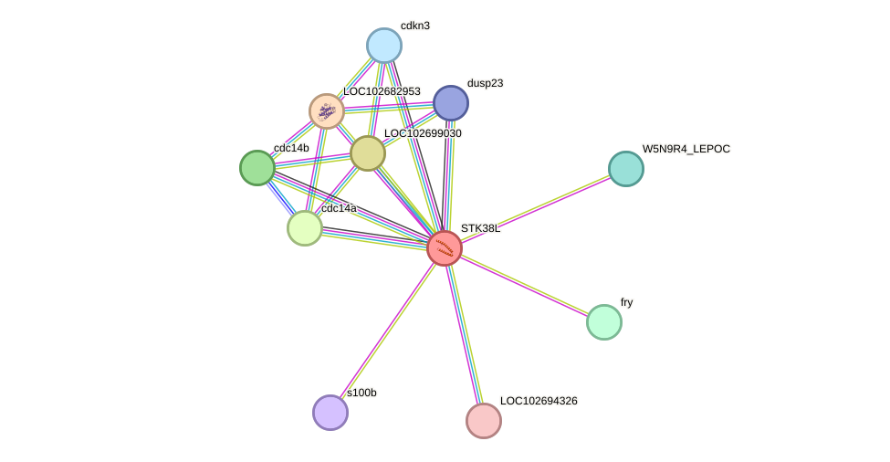 STRING protein interaction network