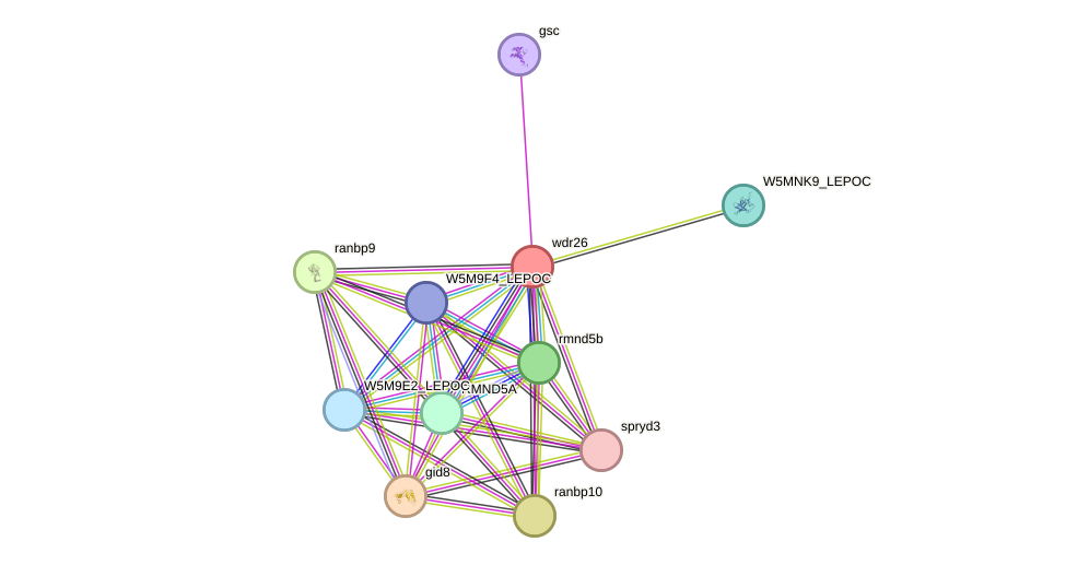 STRING protein interaction network