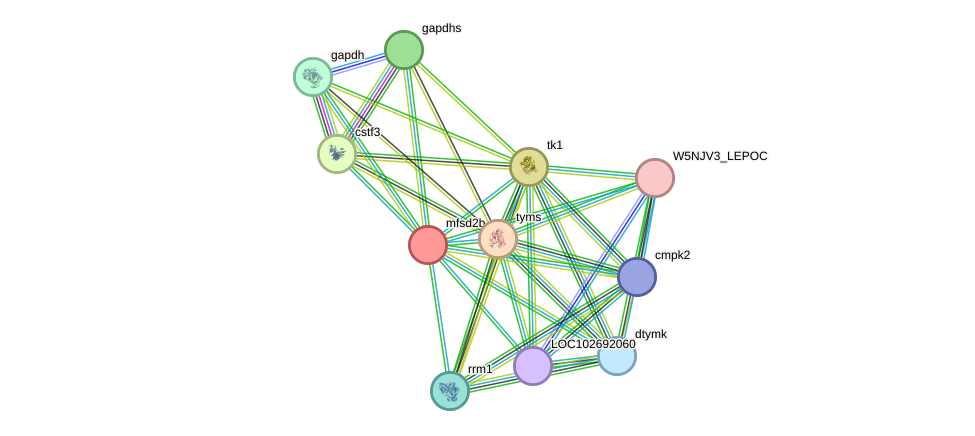 STRING protein interaction network