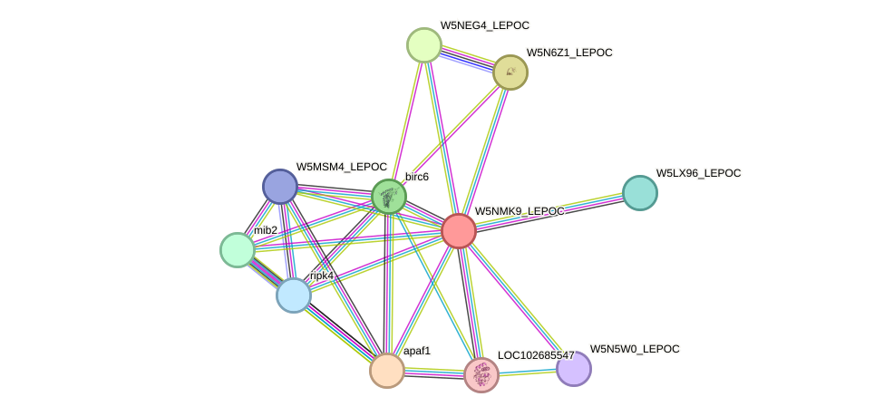 STRING protein interaction network