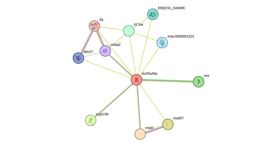 STRING protein interaction network