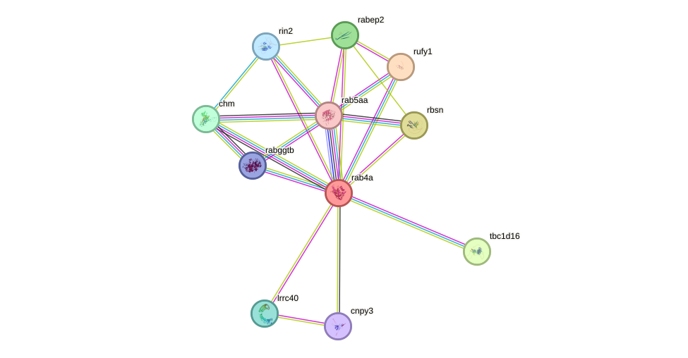 STRING protein interaction network