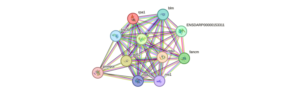 STRING protein interaction network