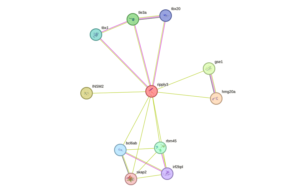 STRING protein interaction network