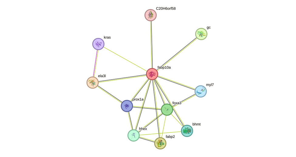 STRING protein interaction network