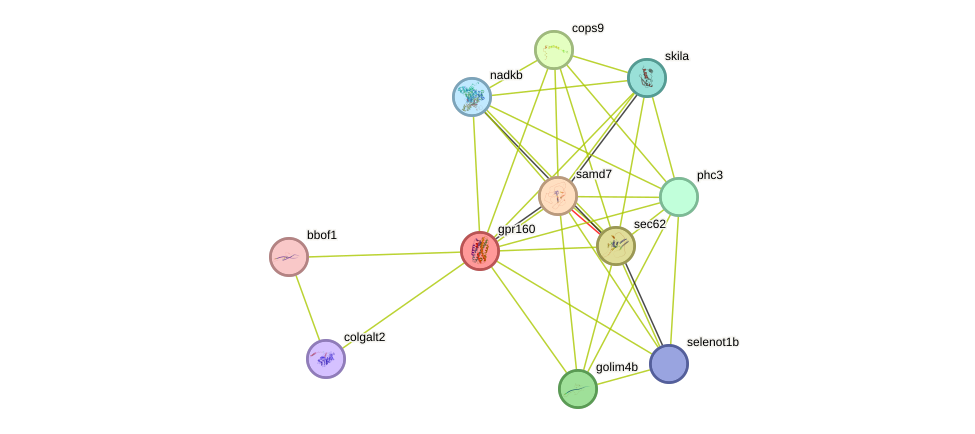 STRING protein interaction network