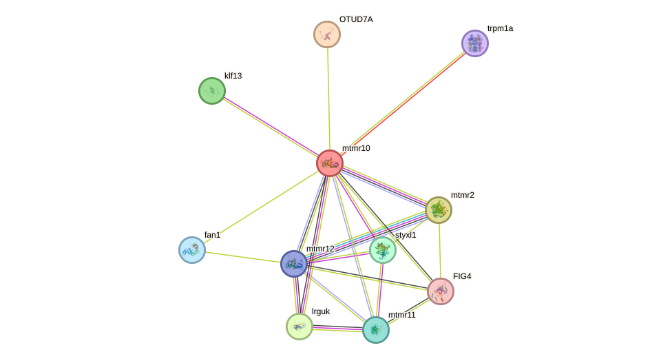 STRING protein interaction network