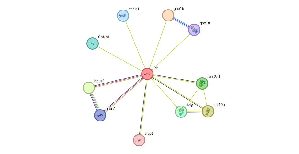 STRING protein interaction network