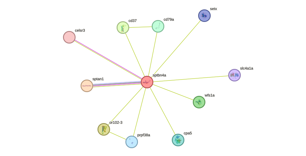 STRING protein interaction network