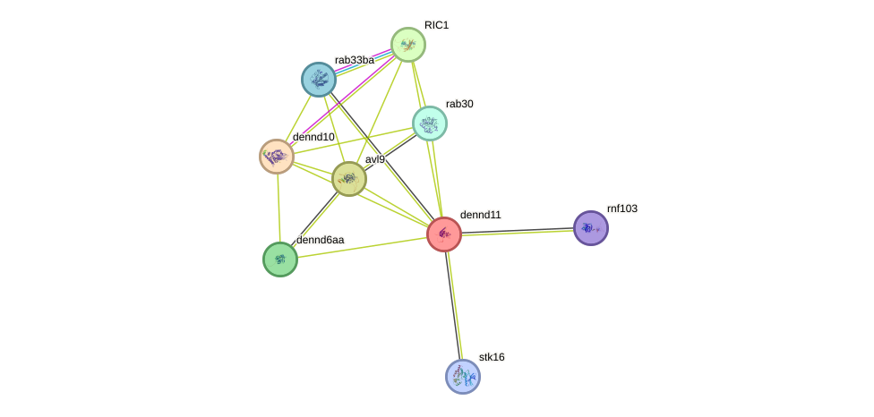 STRING protein interaction network