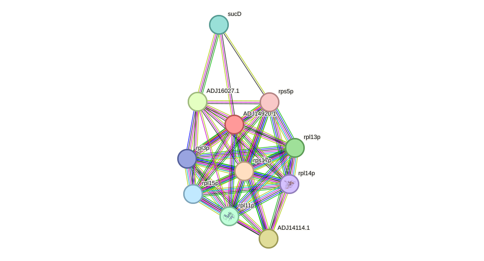 STRING protein interaction network