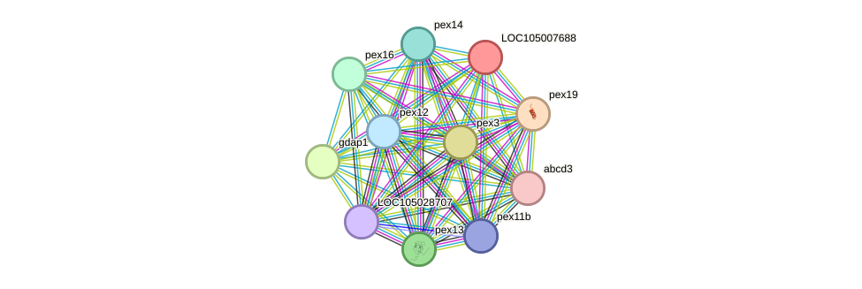 STRING protein interaction network