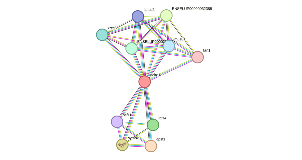 STRING protein interaction network