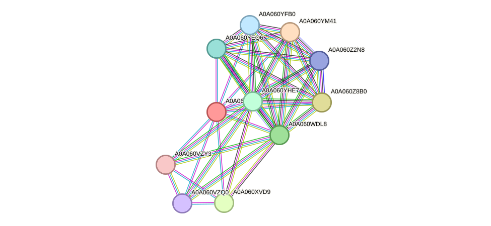 STRING protein interaction network