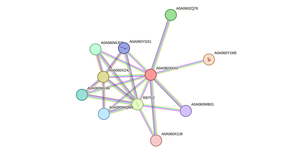 STRING protein interaction network