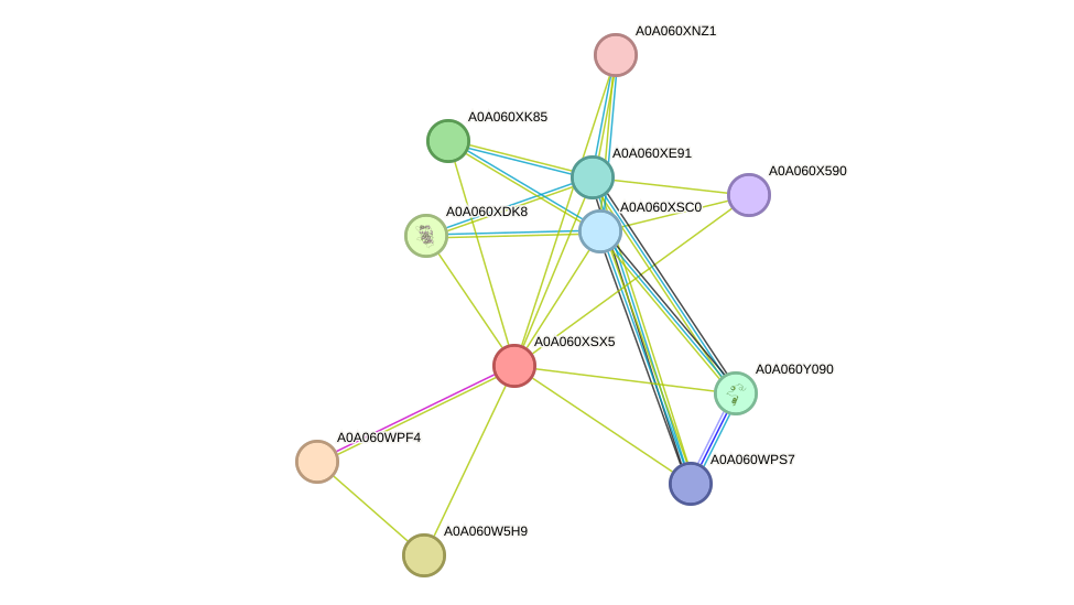 STRING protein interaction network