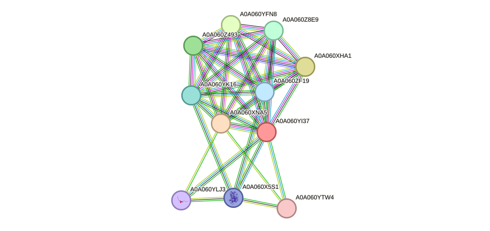 STRING protein interaction network