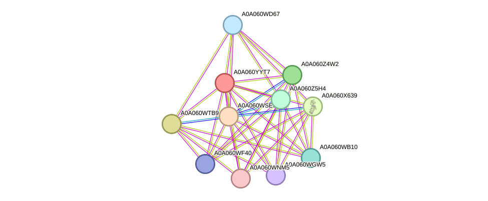 STRING protein interaction network