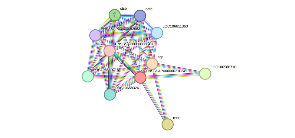 STRING protein interaction network