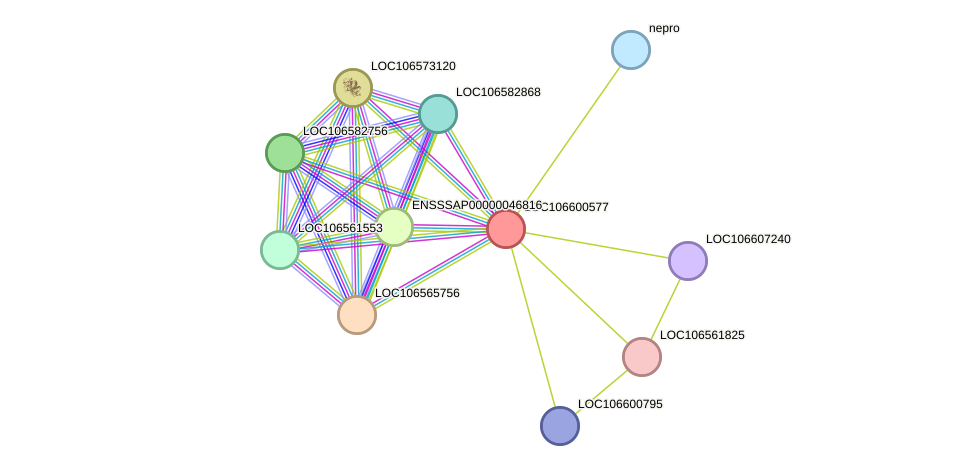 STRING protein interaction network