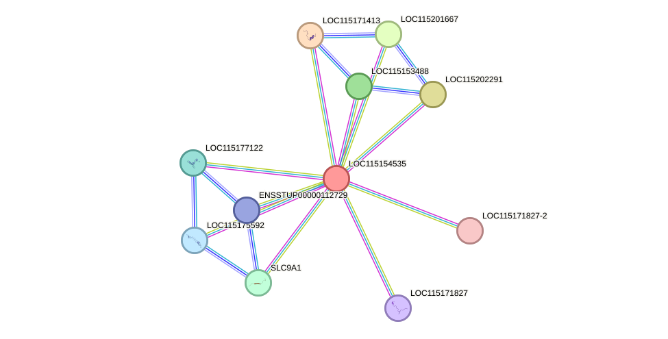 STRING protein interaction network