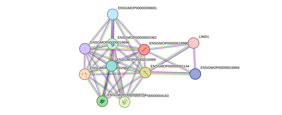 STRING protein interaction network