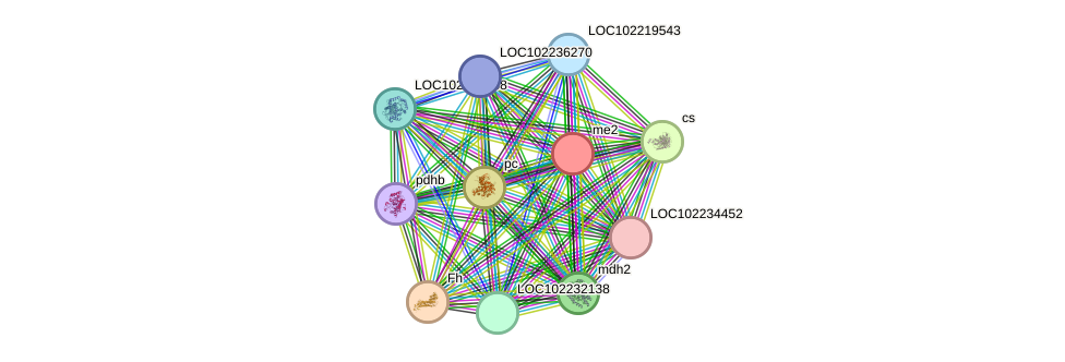 STRING protein interaction network