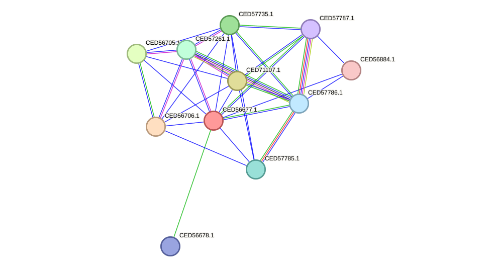 STRING protein interaction network