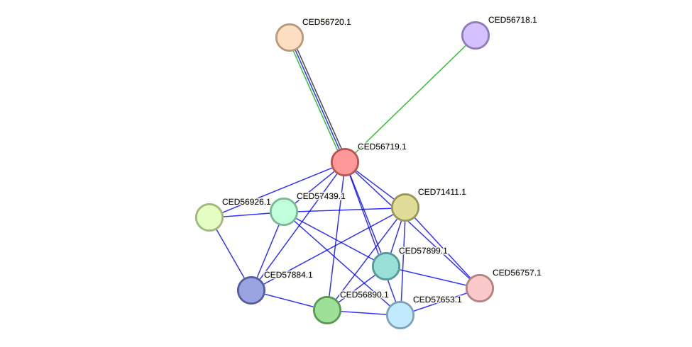 STRING protein interaction network